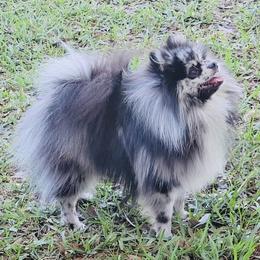 DAVINCI - Pomeranian