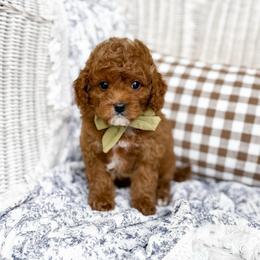Smidge - green collar boy - Red male Cavapoo puppy in Melbourne, Florida from Space Coast Doodle Co.