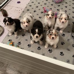 "Photogenic little bunch " Australian Shepherd Puppies from Mezzo Australian Shepherds