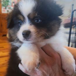 Boy 1 - Black tri male Toy Australian Shepherd puppy in Hampton, Tennessee from TC Farms Stock Dogs - Miniature Australian Shepherds
