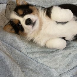Pembroke Welsh Corgi Puppies from Gbarlranch Corgies