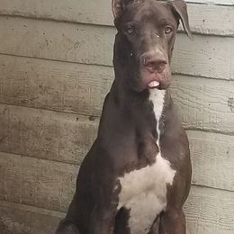 Great Dane Puppies from Sarabi’s Pride of Danes