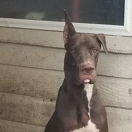 Great Dane Puppies from Sarabi’s Pride of Danes