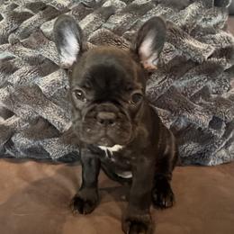 French Bulldog Puppies from Couture’s Frenchies