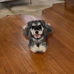 Miniature Schnauzer Puppies from A'Lord dog grooming