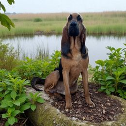 Rocky - Black and tan male Bloodhound puppy in Inman, Nebraska from Sandhill Hounds of Nebraska