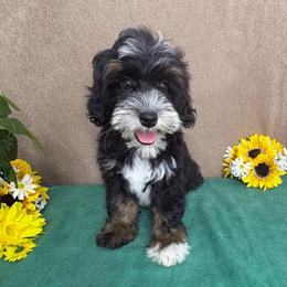 Stormy - Tri-color male Bernedoodle puppy in Seymour, Missouri from D and D’s Dandy Doodles
