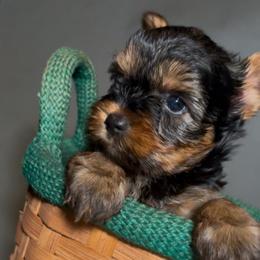 Yoyo - Black and tan male Yorkshire Terrier puppy in San Diego, California from BC Breeders Association