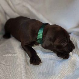 Boy 1 - German Shorthaired Pointer puppy from Dow Family