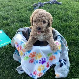 Violet - Apricot female Labradoodle puppy in Elk, Washington from Elk Creek Kennel