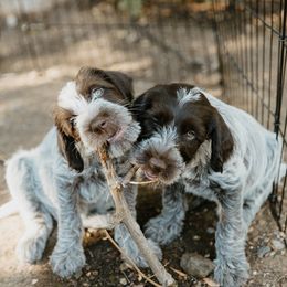 Wirehaired Pointing Griffon Puppies from Double Barrel Griffons