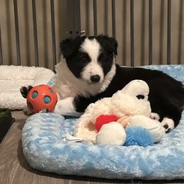 Pop - Black and white male Border Collie puppy in Bloomingdale, New Jersey from Epic Borders