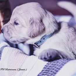 Jennie ( Placement 4 ) - Golden female Golden Retriever puppy in Murfreesboro, Tennessee from ATW Retrievers