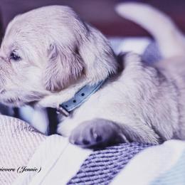 Jennie ( Placement 4 ) - Golden female Golden Retriever puppy in Murfreesboro, Tennessee from ATW Retrievers