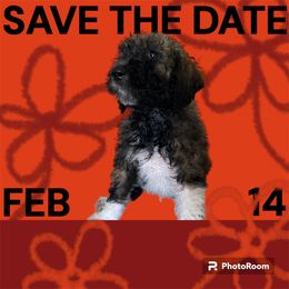 Poodle Puppies from Paddock's Purebred Poodles