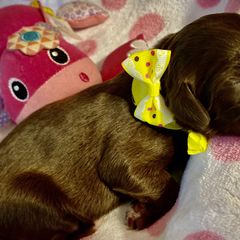 Girl 3 - Double Doodle puppy in Terry, Mississippi from Dixie Magnolia Doodles