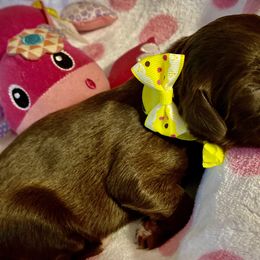Girl 3 - Double Doodle puppy in Terry, Mississippi from Dixie Magnolia Doodles