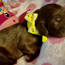 Girl 3 - Double Doodle puppy in Terry, Mississippi from Dixie Magnolia Doodles