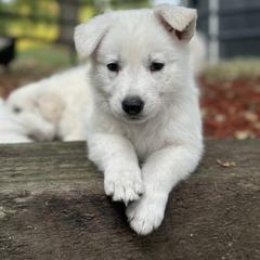 Rumi - White female Berger Blanc Suisse puppy in West Alexandri, Ohio from Twisted Acres