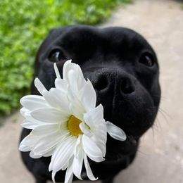Staffordshire Bull Terriers from Nocturne Staffords