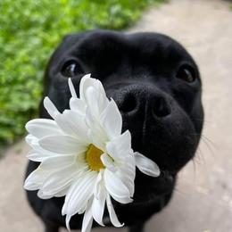 Staffordshire Bull Terriers from Nocturne Staffords