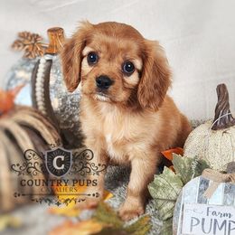 Cavalier King Charles Spaniel Puppies from Country Pups Cavaliers