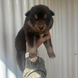 Yellow - Red and white female Siberian Husky puppy in Jonesborough, Tennessee from Dry Creek Siberians