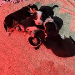 Greater Swiss Mountain Dog Puppies from Bugyal Kennel