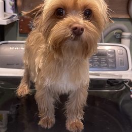 Shelly - Yorkshire Terrier