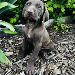 Tommy - Liver male German Shorthaired Pointer puppy in Ephraim, Utah from Justin's German Shorthaired Pointers