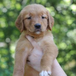 Lilly - Dark golden female Golden Retriever puppy in Lucasville, Ohio from Trusting Hearts Kennel