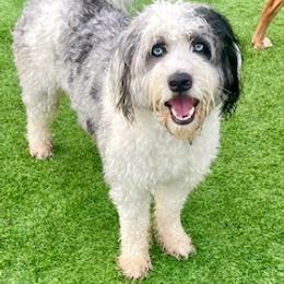 Aussiedoodle Puppies from Mini AussieDoodle Puppies