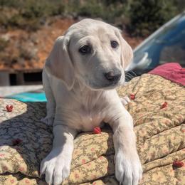Saluki Puppies from Sahar Paz Salukis