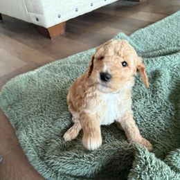 Brown collar - Poodle puppy from Plateau Family Poodles