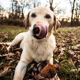 Labrador Retrievers from Everybody’s Doggy