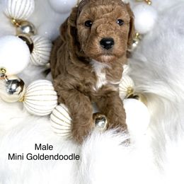 Buck - Red  male Goldendoodle puppy in Montrose, Michigan from Livy’s Doodles