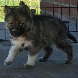 Snape - Black male Siberian Husky puppy in Mechanicsville, Virginia from Shinko Siberians