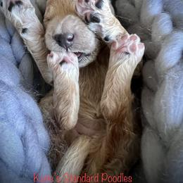 Poodle Puppies from Katie’s Standard Poodles