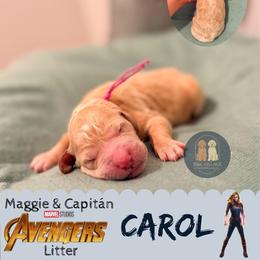 Carol - Apricot female Goldendoodle puppy in Calhoun, Georgia from M&C Village Goldendoodles