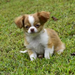 Breeze - Fawn and white male Chihuahua puppy in Gloucester, Virginia from Charlotte's Web of Chihuahuas