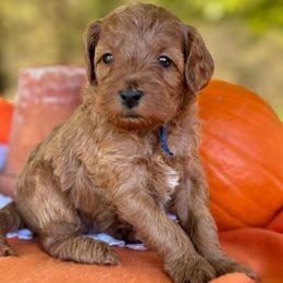 Blue - Red  male Goldendoodle puppy in Hesperia, Michigan from Red Acres Poodles & Doodles