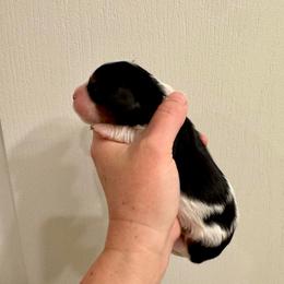 Dax - Tri-color male Cavalier King Charles Spaniel puppy in Eatonton, Georgia from TNT Puppies