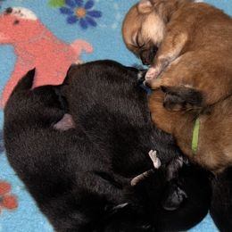 Pomeranians from Roxy's Pomeranian Puppies