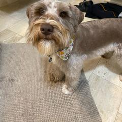 Levi - Miniature Schnauzer