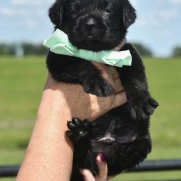 Green collar boy - Black male Labrador Retriever puppy in Dunnellon, Florida from Quail Meadow Labradors
