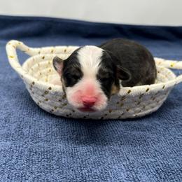 Denim - Black and tan male Pembroke Welsh Corgi puppy in Waco, Texas from The Comma Corgis