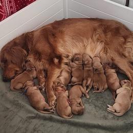 Blue collar - Golden male Golden Retriever puppy in Boulder, Montana from Sharee's Golden Retrievers