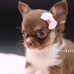 Tatum - Chocolate and tan female Chihuahua puppy in Tulsa, Oklahoma from H-3 Chihuahuas