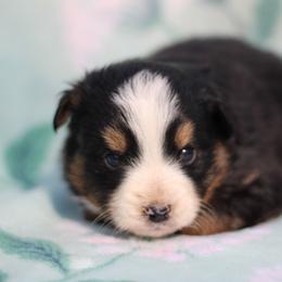 Male 3 - Black tri male Toy Australian Shepherd puppy in Newnan, Georgia from Baker's Down South Aussies