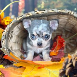 Zoe - Merle female Chihuahua puppy in Anderson, South Carolina from Lil Treasures Chihuahuas